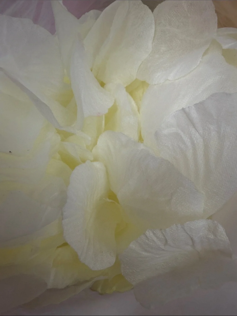 Cream Floral Decorative Accent - Brand Unspecified petals for room decor or walk